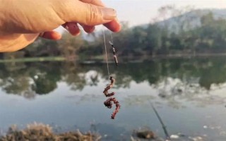 野釣黃尾魚適合用什么餌料，腥味型、麩香型、酒香型均可使用