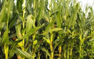 強盛212玉米種子特征特性，中抗大斑病