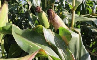 寶源1號(hào)玉米種子介紹，高抗莖腐病（5.0%HR）