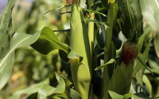 皖墾玉506玉米種子簡(jiǎn)介，普通夏玉米品種