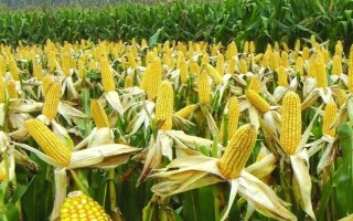 寧玉309玉米品種簡(jiǎn)介