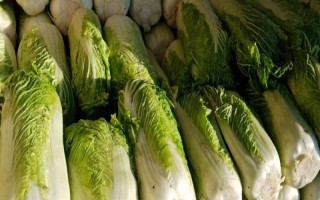 大白菜儲存期間怎么防治性軟腐病，應(yīng)先做好田間防治工