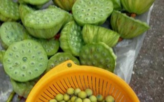 新鮮蓮子幾月份上市，通常7-8月開始成熟