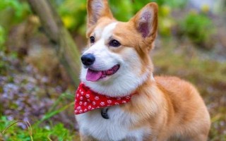 狗狗發(fā)燒后的癥狀，會出現(xiàn)精神沉郁、食欲下降、體溫上升等現(xiàn)象