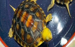 如何用魚缸飼養(yǎng)金頭龜，需將水溫保持在20-30℃