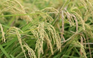 華航59號(hào)水稻種子介紹，感溫型常規(guī)稻品種