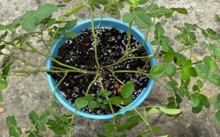 月季花壓條繁殖的方法，選擇1-2年時間的枝條進行