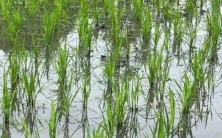 中發(fā)優(yōu)9822水稻種子特點(diǎn)，晚造全生育期113～116天