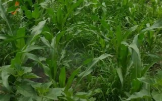 金剛98玉米種子特征特性