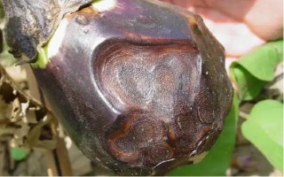 茄子有哪些病蟲害，常見的有褐紋病、疫病、炭疽病等