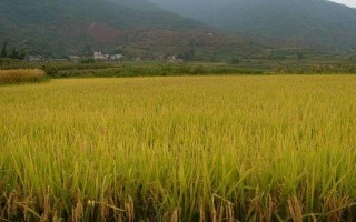 東粳6水稻品種簡介，每畝有效穗數(shù)20.5萬穗