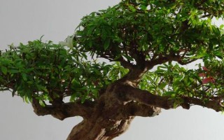 赤楠樹的寓意，寓意生活的美滿