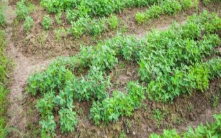 提高花生產(chǎn)量的方法，需輪作換茬、巧施肥料等