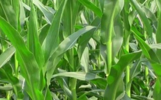 金香甜糯228玉米種子特征特性，每畝施15～20公斤尿素