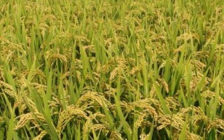 淳豐優(yōu)1028水稻種子特點(diǎn)，秈型三系雜交水稻品種