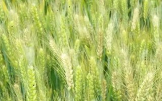 唐科299小麥種簡(jiǎn)介，適宜播期為10月5日～20日
