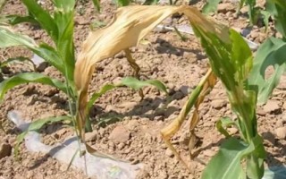 玉米葉尖發(fā)黃的原因，缺水、水澇、缺鋅、缺硫等都會(huì)導(dǎo)致