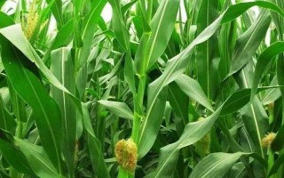 青青玉800（區(qū)試名稱：合育玉012）玉米品種的特性，提高抗逆能力