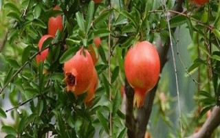 我國石榴主要栽培區(qū)域，我國南北都有栽培