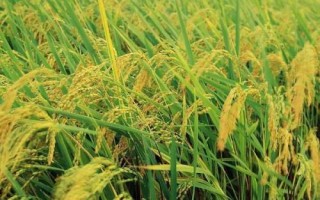 銀兩優(yōu)501水稻種子特點，秧田播種量每畝12.5千克