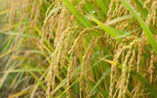 望兩優(yōu)851水稻種子特征特性，每畝有效穗數(shù)15.4萬穗