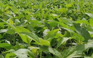 大豆的播種時(shí)間，一年四季都可以播種