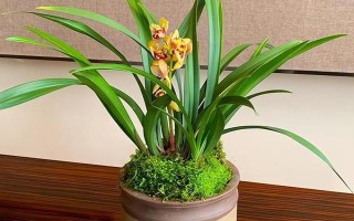 8月份能不能給蘭花換盆，可以更換但不是最佳時期