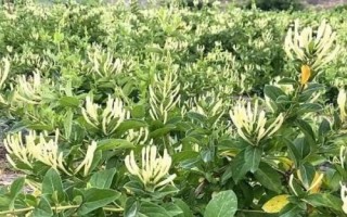 農村熱門的藥材種植項目，枸杞的產量一般更加穩(wěn)定