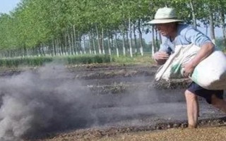 草木灰可以當作肥料使用嗎，屬于良好的有機肥