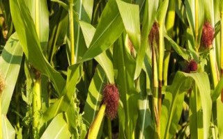 仲甜10號(hào)玉米品種的特性，高抗紋枯病
