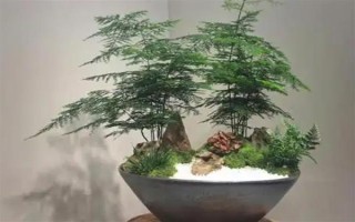 文竹冬季的養(yǎng)護(hù)方法，需及時(shí)保暖