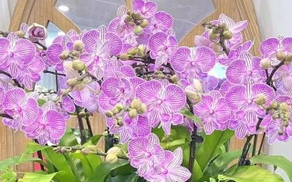 蝴蝶蘭好不好養(yǎng)，屬于好養(yǎng)的一類植物