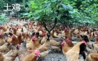 飼料雞多久出欄，2個月左右即可出欄