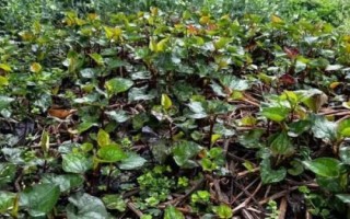 火爆野菜種植項(xiàng)目，香椿和薺菜等品種比較受市場(chǎng)歡迎