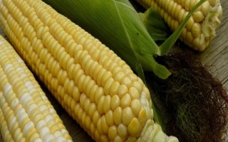 聯(lián)達(dá)288玉米品種簡介，適宜密度為4000株/畝