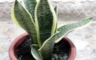 虎耳蘭的種植方法，生長期間讓土壤保持濕潤