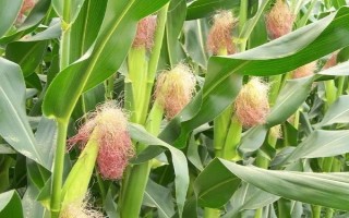 金科玉3306玉米種子特點，適宜播期4月下旬