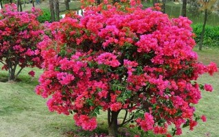 三角梅的花期有多長，養(yǎng)護(hù)得當(dāng)一年四季開花不斷