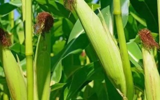 鑫科玉2號(hào)玉米品種的特性，在適應(yīng)區(qū)5月5日左右播種