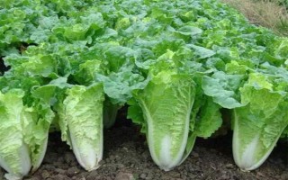 哪些蔬菜可以在6月份種植，適合選擇黃瓜、番茄、豇豆等品種