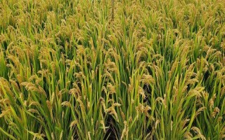 旌優(yōu)華占水稻種子特征特性，晚稻6月下旬至7月上旬播種