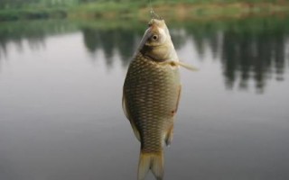 3號(hào)溪流鉤適合釣鯽魚(yú)嗎，2兩至3兩的適合