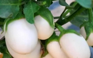 怎么種植蛋樹，浸種晾曬后再播種