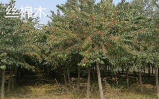 農(nóng)民種什么樹比較有前景，皂角樹、速生法桐、紅葉石楠等樹種均可選擇