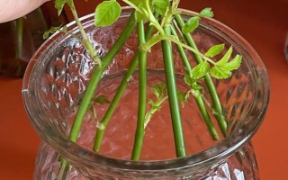 水培玫瑰花如何避免枯萎，要養(yǎng)在干燥、涼爽、通風(fēng)處