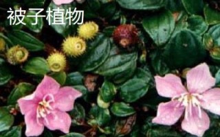 有哪些常見的裸子植物，包括松樹、柏樹、銀杏樹等品種