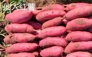 山西省陽(yáng)泉市盂縣的特產(chǎn)，棗介糕是家喻戶(hù)曉的美食