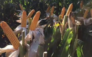 鳳田106玉米種子特點(diǎn)，中抗絲黑穗病