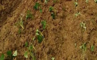 種植紅薯要注意什么，在確保成活的前提下適合淺栽
