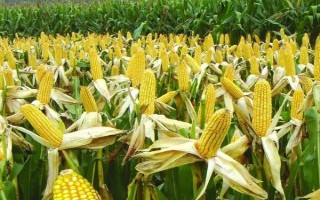 斯達(dá)甜230玉米種子特點(diǎn)，中抗小斑病